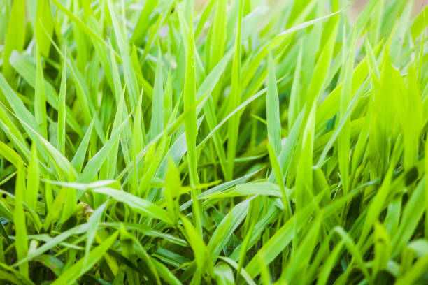 istock Green grass close up view 669992340