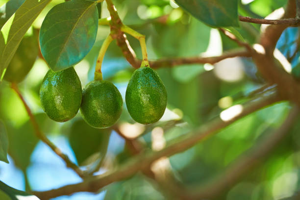 istock Young avocado fruits 669992384