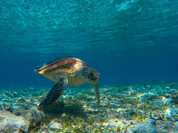 istock sea turtle in Gili Trawangan 669992456