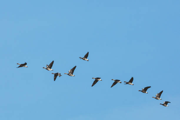istock Group of wild goose in the blue sky 669992602
