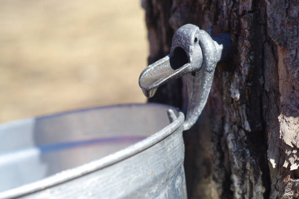 istock harvest of water maple syrup tree bucket container 669993062
