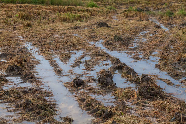istock Harvested wet farm texture 669993124