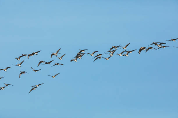 istock Group of wild goose in the blue sky 669994112