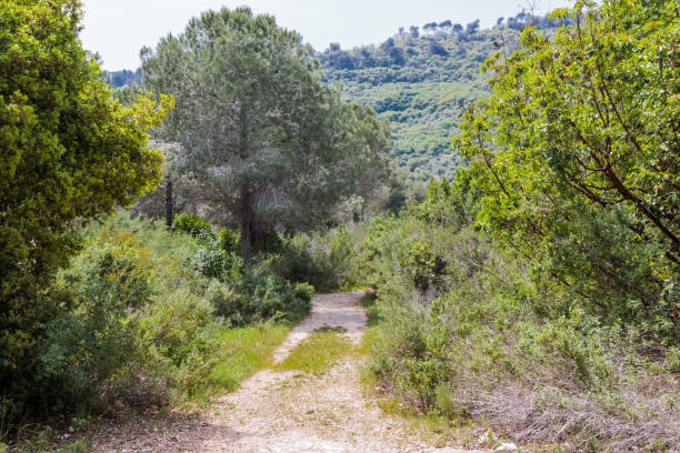 istock Path between trees in national park near the town Nesher 670003898