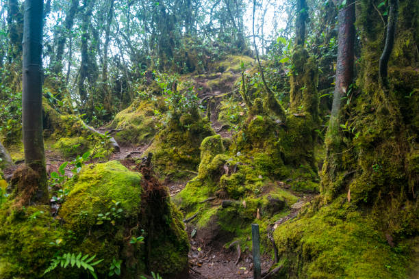istock Mossy forest in Cameron Highlands, Malaysia 670004020