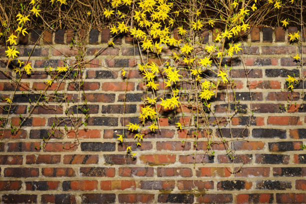 istock The wall and the forsythia 670008434