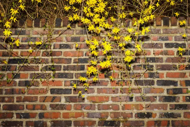 The wall and the forsythia