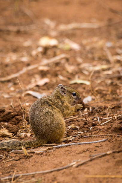 istock Tree Squirrel (Paraxerus cepapi) Eating Seeds on the Ground, South Africa 670012792
