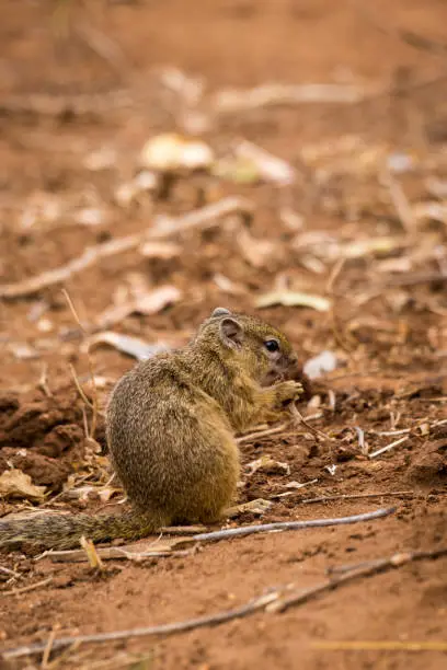 Tree Squirrel (Paraxerus cepapi) Eating Seeds on the Ground, South Africa, Africa