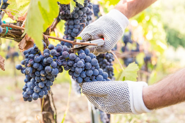 istock Man hands cutting a bunch of grapes 670015024