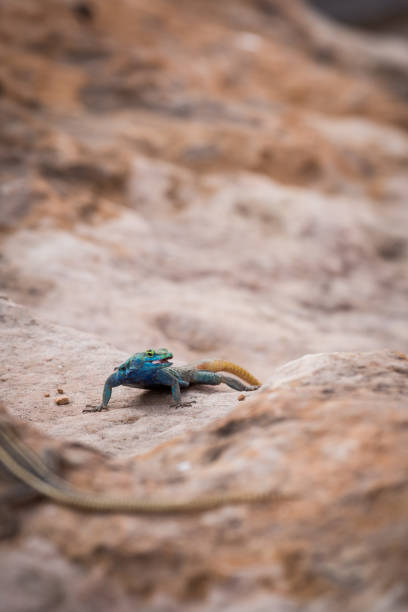 istock Sekukhune Flat Lizard (Platysaurus orientalis) on Stone, South Africa 670015300