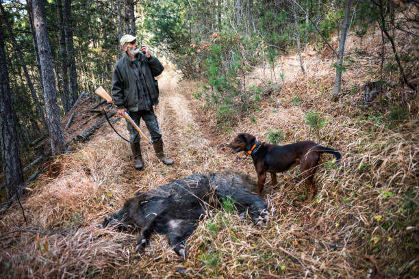 caçador na floresta - wild boar - fotografias e filmes do acervo