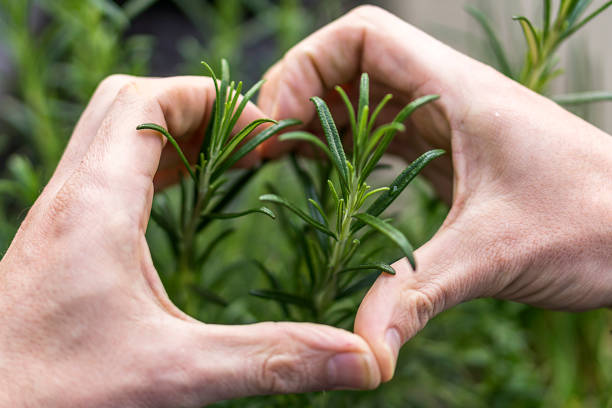 herb garden - herzform imagens e fotografias de stock