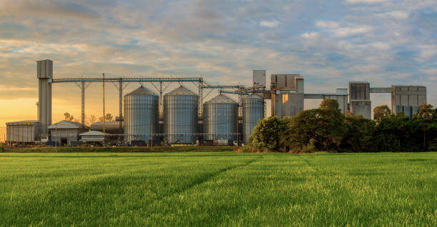 landwirtschaftliche silos - gebäude außenanlage, lagerung und trocknung von getreide, weizen, mais, soja, sonnenblume gegen den blauen himmel mit reisfeldern. - ländlich modern stock-fotos und bilder