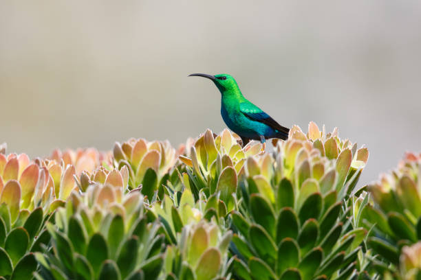 Male malachite Sunbird on protea bush stock photo