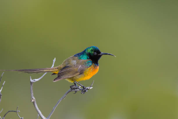 istock Male Orange breasted Sunbird perched 670022606