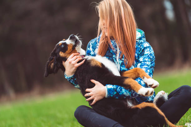 istock Girl playing with Bernese mountain dog 670022780