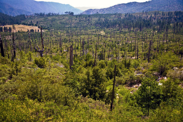 istock forest with fire damaged trees with black bark in the yosemite national park 670023936
