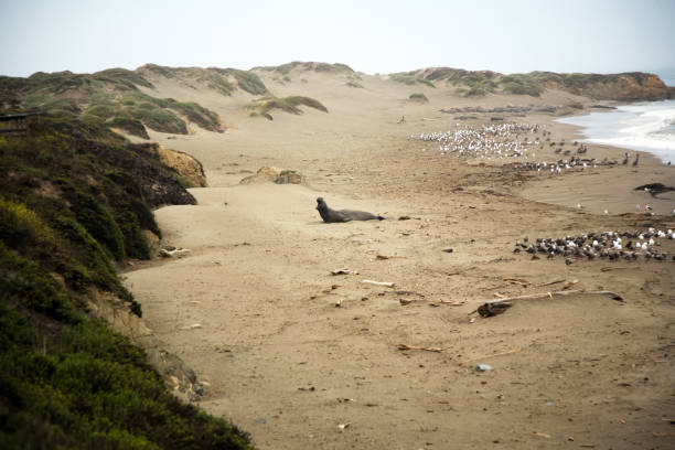 male Seelion at a meeting place, beach of San Simeon, California