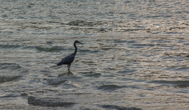 istock Little blue heron is hunting 670027262