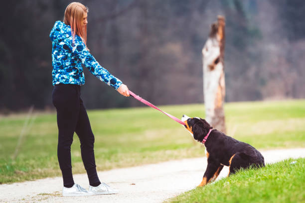 istock Disobedient Dog and his owner 670032044