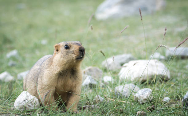 istock Prairie dog, Leh Ladakh , India 670032530