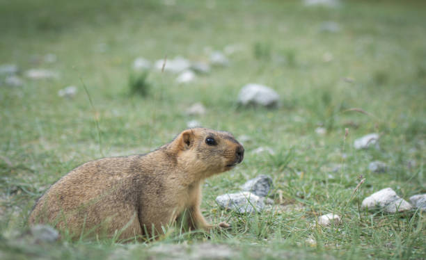 istock Prairie dog, Leh Ladakh , India 670032536
