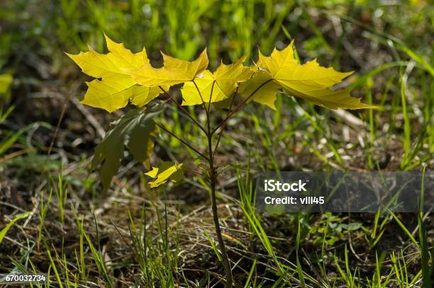 Green Sapling Of Young Maple Or Acer Pseudoplatanus In Glade Stock Photo - Download Image Now