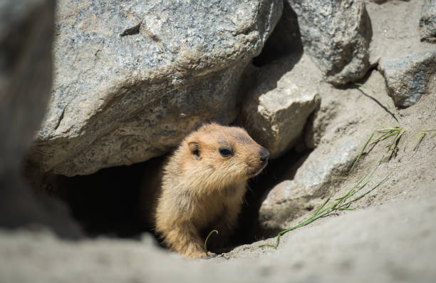 Prairie dog, Leh Ladakh , India