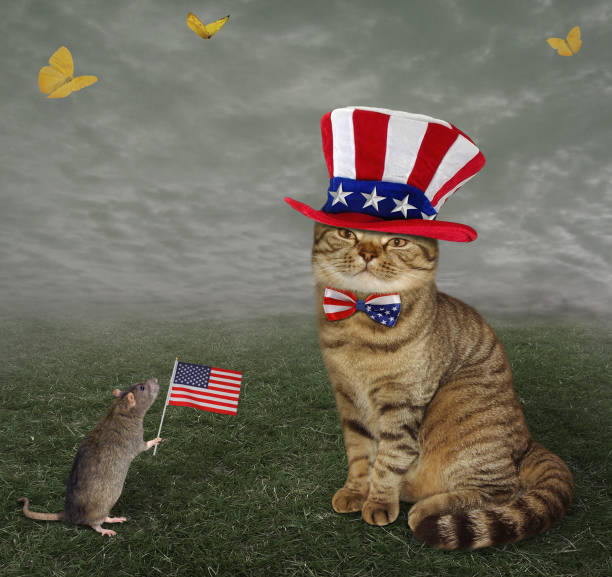 istock Cat patriot with his friend rat 670037598