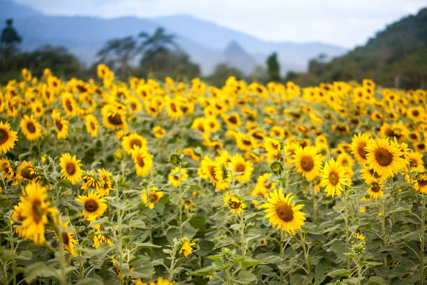 istock sunflower field with mountain background 670037846