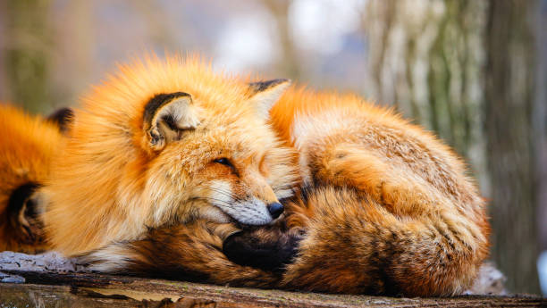 istock cute sleepy red fox in winter 670037934