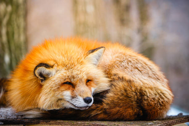 istock cute sleepy red fox in winter 670037950