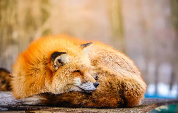 Photo of cute sleepy red fox in winter