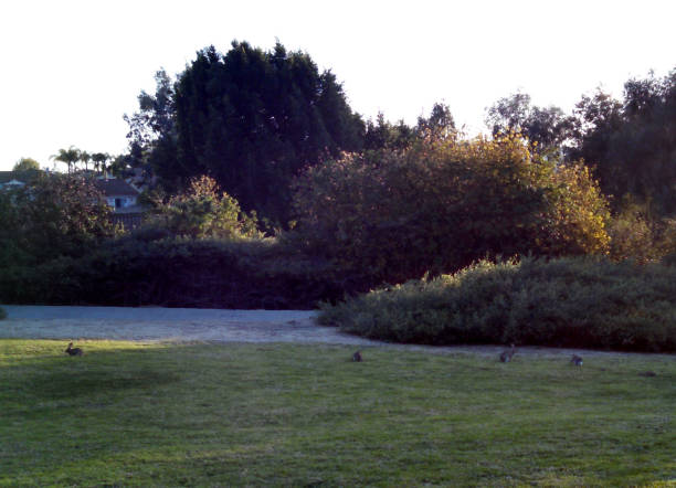 istock Critters at the Park 670040808