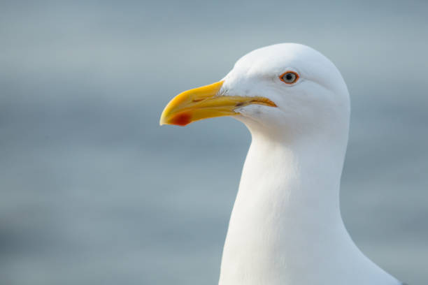 istock Seagull at south Brazil 670044196