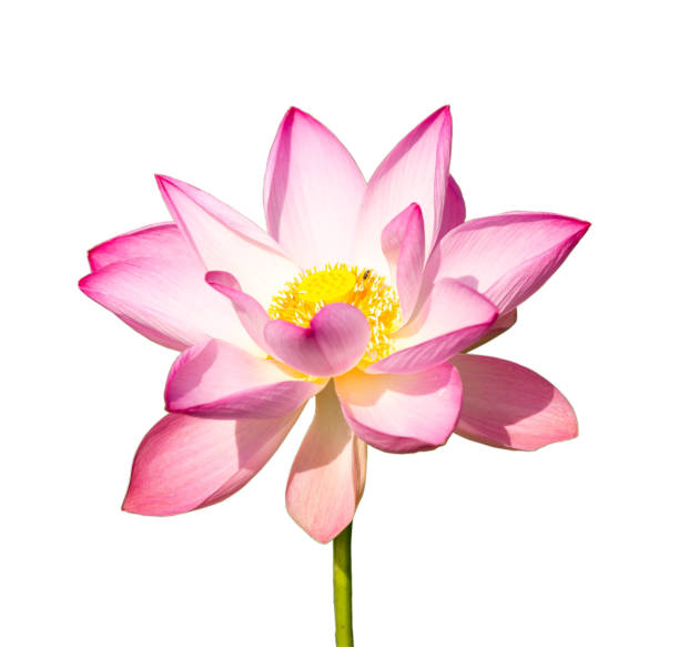 istock Lotus flower color pink on white background 670045196