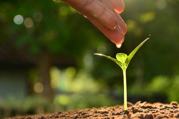 Seedling concept by human hand watering young tree stock photo