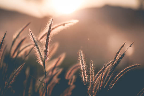 istock Grass flower in sunset, vintage color tone 670050882