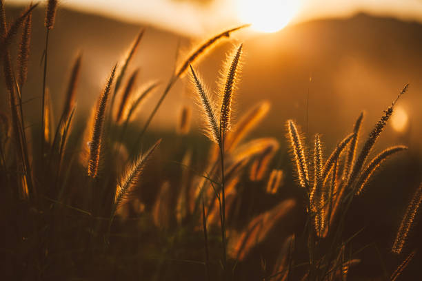 istock Grass flower in sunset, vintage color tone 670051470