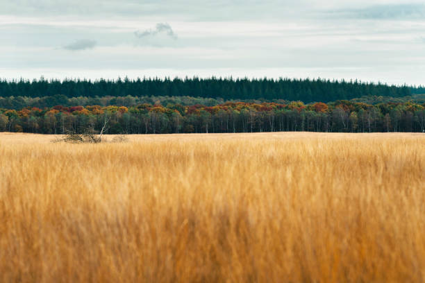 istock Forest with pines and autumn colored birch trees. 670051870