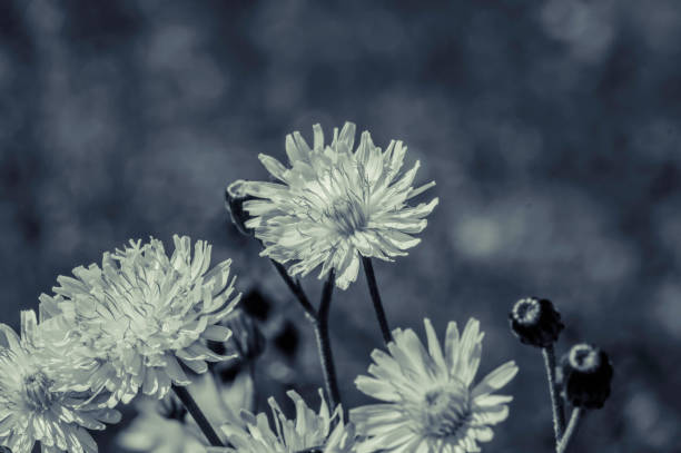 istock A Cluster of Dandelions with Black and White effect 670054980
