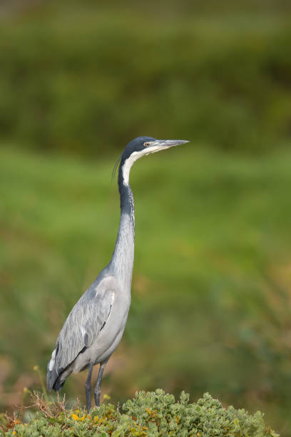 Black headed Heron standing in grassland