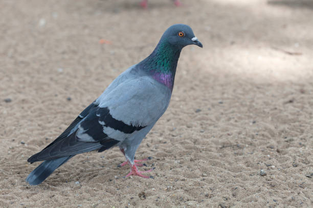 istock Pigeon bird in the park. 670055134