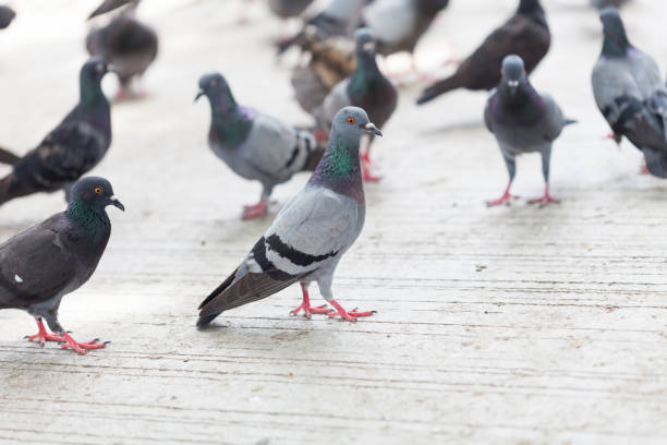 istock Pigeon bird in the park. 670055332