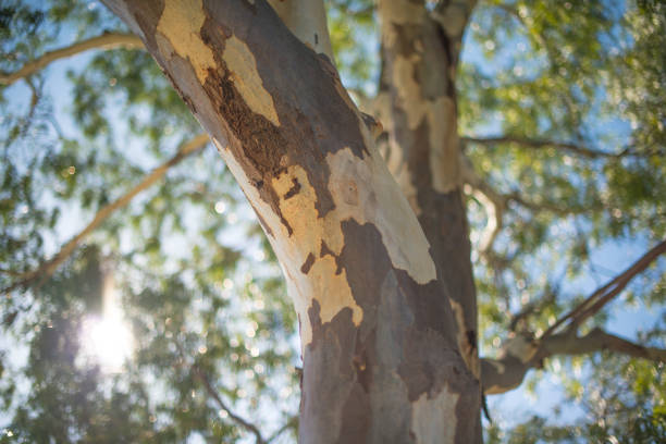 Close up of an eucalyptus tree in the bush, Australia stock photo