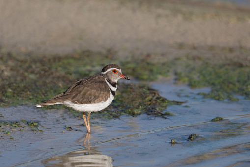 A Three banded Plover (Charadrius tricollaris) standing at the water's edge, South Africa