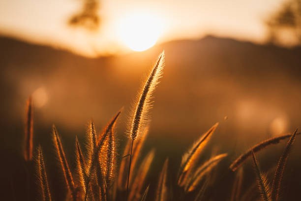 istock Grass flower in sunset, vintage color tone 670056352