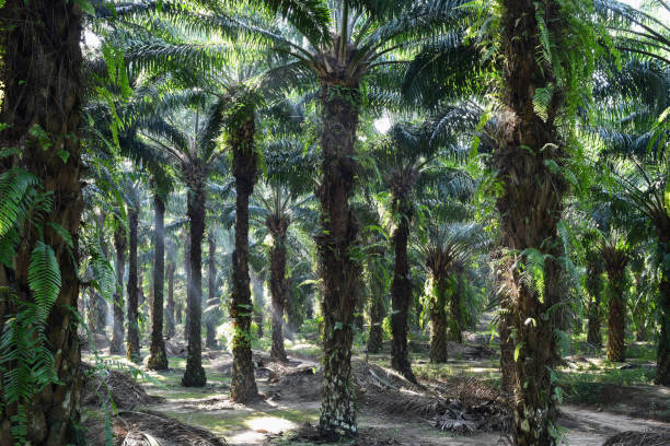 istock oil palm trees in plantation (elaeis guineensis) 670061448