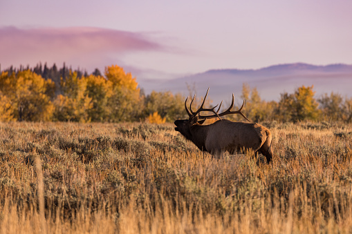 a bull elk bugling during the fall rut